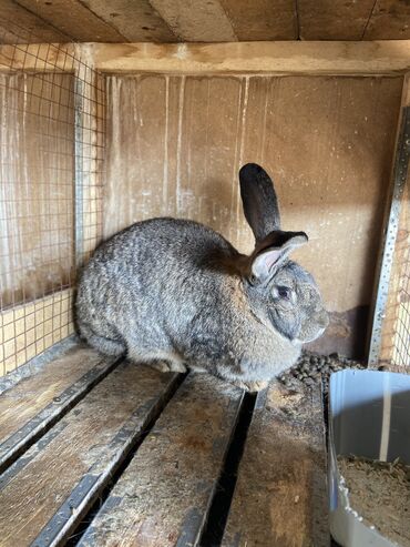 Кролики: Продаю | Крольчиха (самка), Крольчата | Фландр | На забой, Для разведения | Племенные