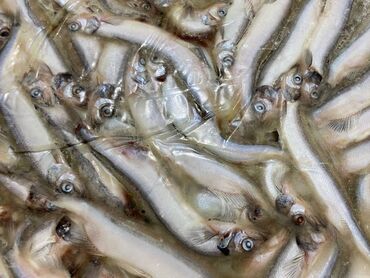 Рыба и морепродукты: Замороженный, До 1 кг, Бесплатная доставка, Платная доставка, Самовывоз — 8