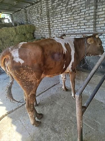 дойки ко: Продаю | Корова (самка) | Привязанные — 1
