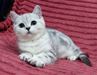 Продажа кошек: Скотиш Страйт (Шотландская прямоухая), 2 месяца, Девочка — 6