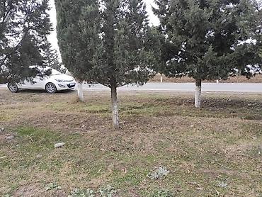 bakı ümid qəsəbəsi: 34 sot, Biznes üçün, Mülkiyyətçi, Kupça (Çıxarış) — 5