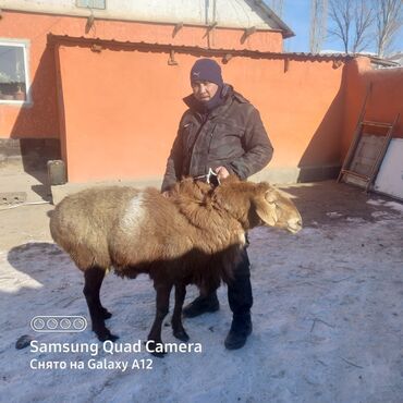 Кочкор сатылат тукуму мыкты