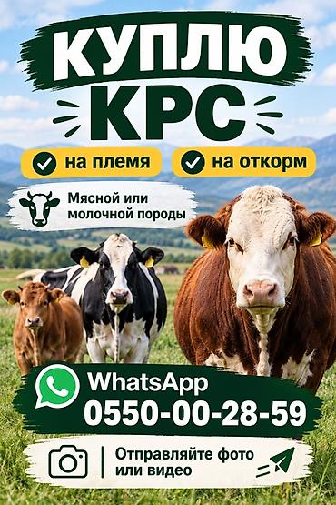 Частное лицо : Коровы, быки, | На откорм