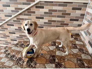 balaca itlərin qiyməti: Retriever — 1