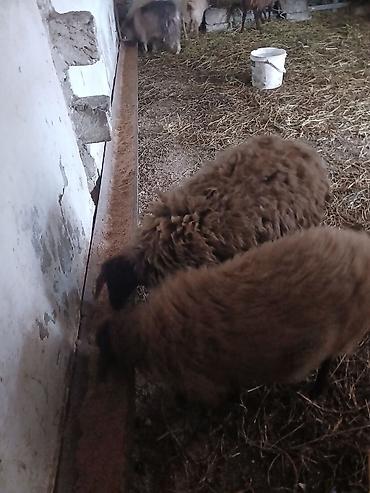 Qoyunlar, qoçlar: Iki baş qala cinsi ekizdilər 11 ayLlqdlLar qiymet birine aiddir.qoc — 8