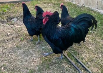 kend toyugu: Avstrolorplar satılır.1 xoruz 3 toyuq.Təcili Satılır Razılaşmaq