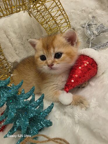 Pişiklər: 200 manatdan başdıyan qiymətlər 1000 manata kimi. Qiymət pişiyin — 1