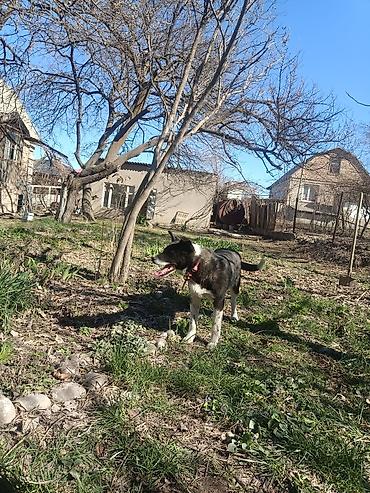 Продажа собак: Колли, 7 месяцев, Самец — 2