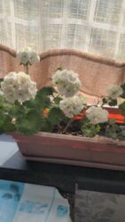 семена петунии купить бишкек: Герань цена указана за 1 цветущий корешок без горшка