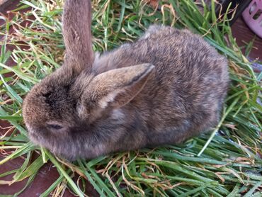 dovşan balaları: 1 aylıq dovşan balaları satılır qiyməti 15 manat. Ünvan Keşlə, 201