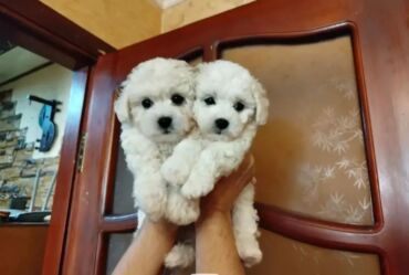 pudel sahblendrlir: Pudel, 2 ay, Erkek, Peyvəndli, Rayonlara çatdırılma