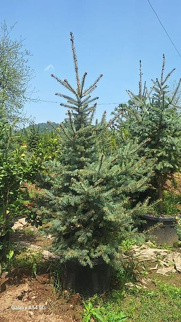 agac tinglerinin satisi: Məhsul: İynəyarpaq dekorativ ağaclar (qovaqda və torpaq kisəsində) - — 2