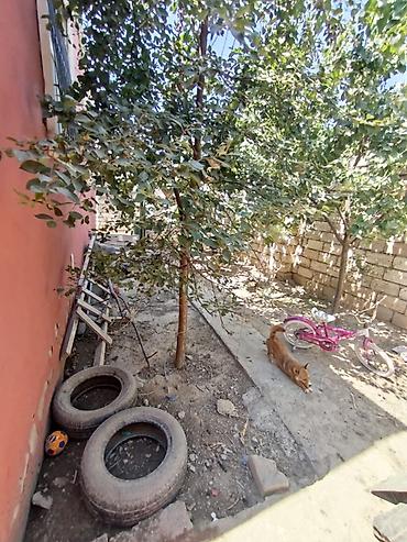 kv ev: 4 otaqlı, 130 kv. m, Orta təmir — 4