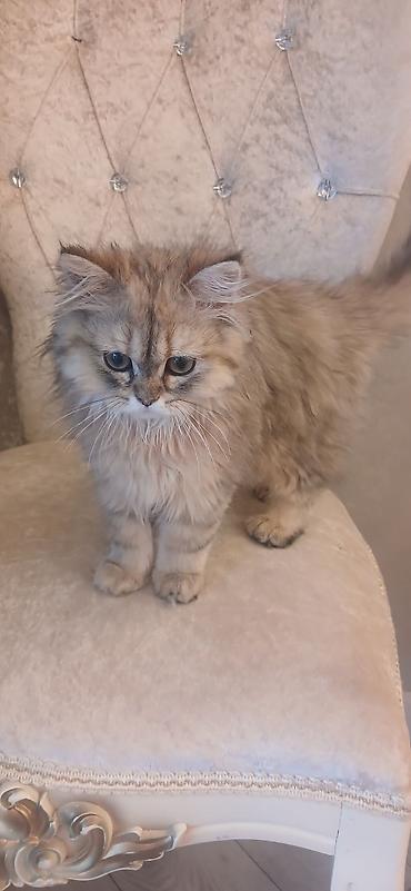 Pişiklər: Britan, Dişi, Ünvandan götürmə — 1