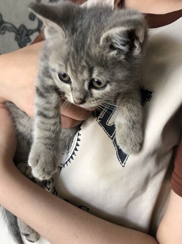 кошки веслоухие: 2 месяца, Девочка