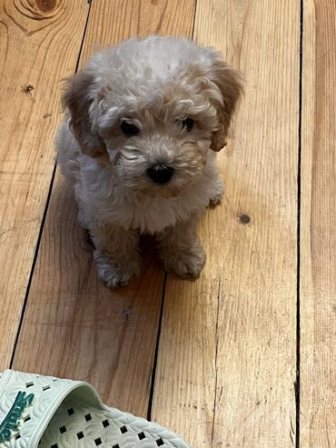 İtlər: Pudel, 2 ay, Erkek, Peyvəndli, Ödənişli çatdırılma — 10