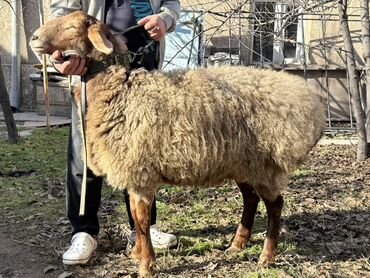Баран, овца: Продаю | Овца (самка) | Для разведения | Ярка — 1