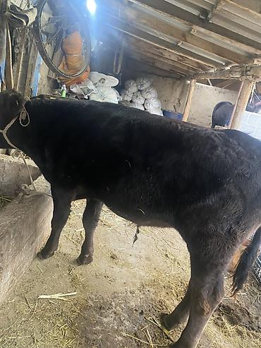 Продам с/х животных: Продаю | Бык (самец) | На откорм | Привязанные — 8