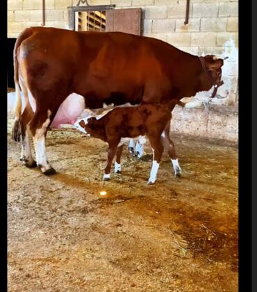 simmental inəklər: Dişi, Simental, il: 3, 600 kq, Südlük, Ödənişli çatdırılma