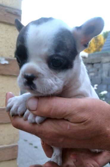 акита собака: Продается алиментный щенок французского бульдога. Мальчик. Родился