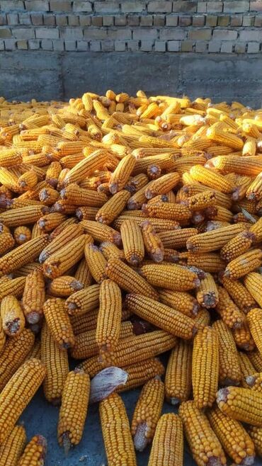 клирвин цена бишкек: Продаю кукуруза рушенная в мешках, есть доставка
