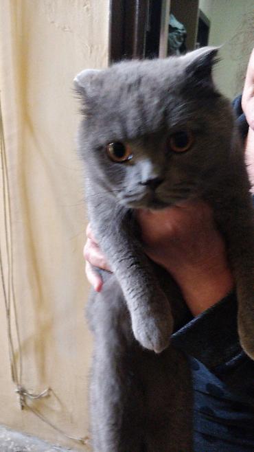 Digər mebel: Digər mebel — 26