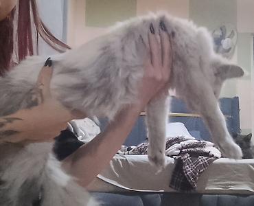 Животные: Мейн-кун, 3 месяца, Девочка, Белый — 5