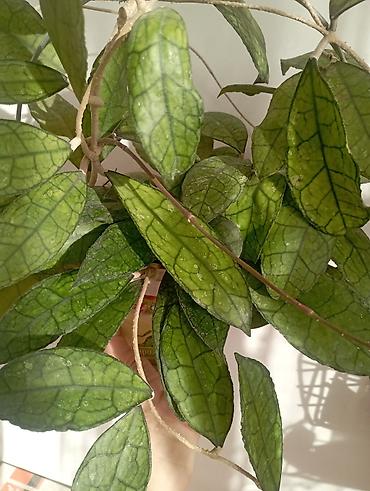 Хойи: Хойи в продаже! Номер по фото, названия и цены указаны: #1 — 1