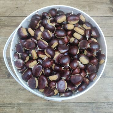 Süd məhsulları və yumurtalar: Məhsul: Şabalıd (təmizlənmiş qabıqlı) – Tünd qəhvəyi, parlaq qabıqlı