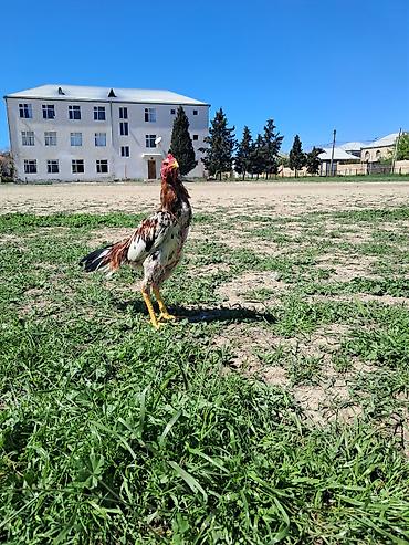 Xoruzlar: Sahibləndirilir — 1