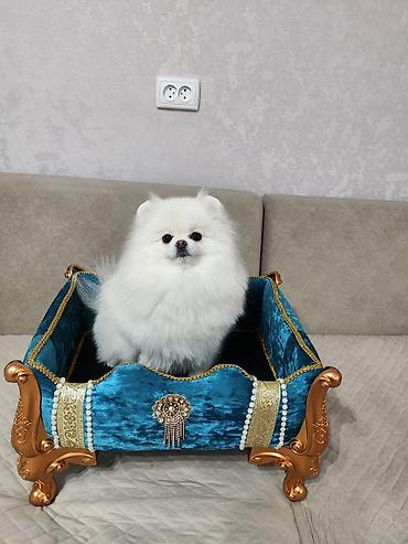 Продажа собак: Шпиц, 3 месяца, Самец, С родословной — 17