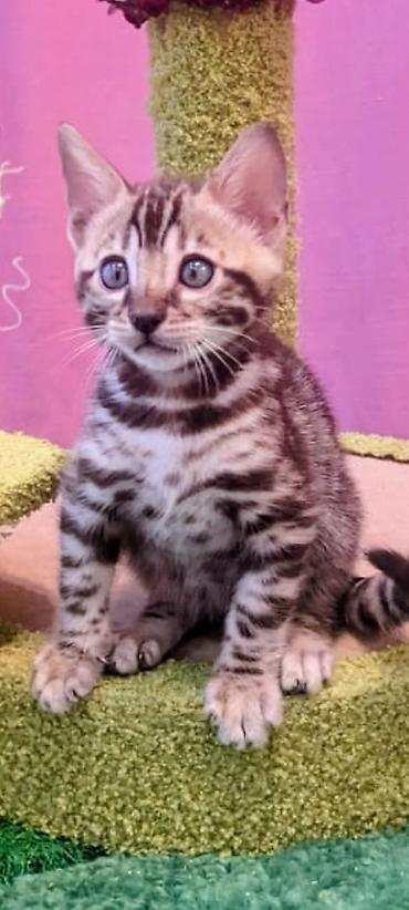 отдам котят: Бенгальская, 2 месяца, Мальчик, Шоколадный, Приучена к лотку, Проглистована, С документами — 2