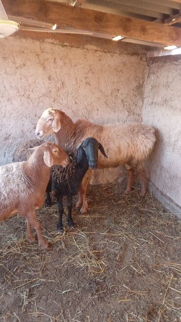 собака долматинец: Продаю | Баран (самец) | Арашан | Для разведения | Племенные