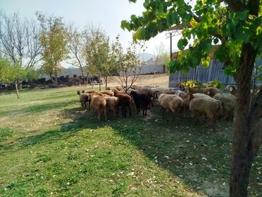 коза дойная: Сатам | Ургаачы кой (ургаачы) | Көбөйтүү үчүн | Ургаачы