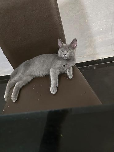 pisikler ucuz: Cins görünüşlü, mavi gözlü balaca pişiklər - Rəng: krem-ağ bədən — 8