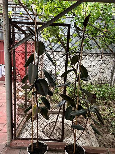 orxideya torpağı: Otaq bitkisi: Fikus elastika (rezin ağacı) - Növ: Ficus elastica — 1