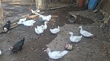 ördək lal: Satılır: ağ pekin ördəkləri (ferma və ev təsərrüfatı üçün, kəsim — 1