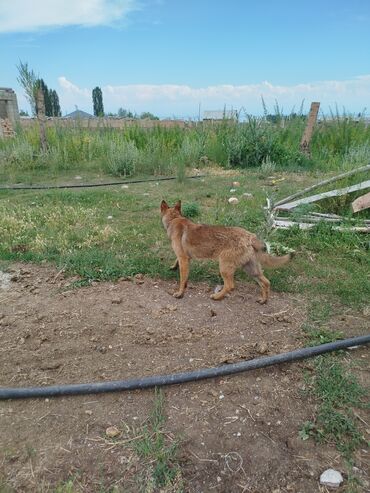 рынок собак в бишкеке: Бельгийская овчарка, 6 месяцев, Самка, С родословной
