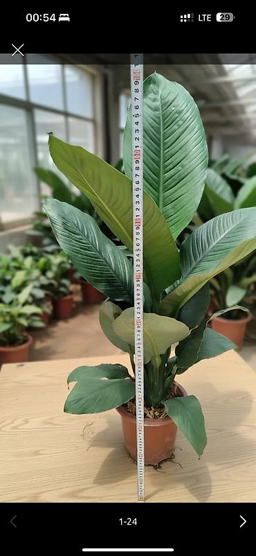 Спатифиллум (Spathiphyllum) — крупное комнатное растение с плотной lalafo.kg да Спатифиллум (Spathiphyllum) — крупное комнатное растение с плотной