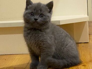 Pişiklər: Britaniya və Scottish və digər növlərin bala pişikləri var. Qiymətləri — 8