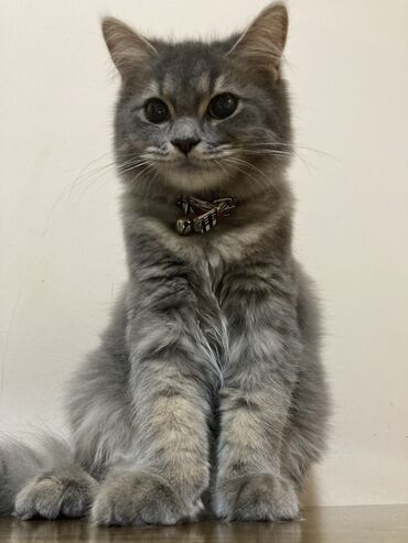 британский котик: Продаем котика 5 месяцев, мальчик очень нежный и красивый, прививки