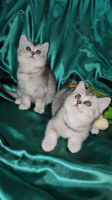 Кошки: Британская, Самка, Самец, В добрые руки, Платная доставка, Самовывоз, Доставка в районы — 1