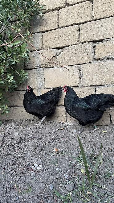 quban toyuqlari: Toyuq, Australorp, Damazlıq — 4