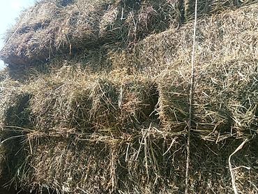 Сено в тюках - Прессованные прямоугольные тюки для кормления at lalafo.kg Сено в тюках - Прессованные прямоугольные тюки для кормления