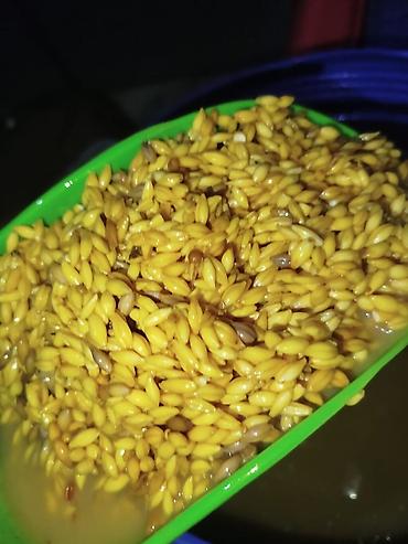 Продаю прикормку,на сазана, амура, и на карпа, кислый ячмень, и