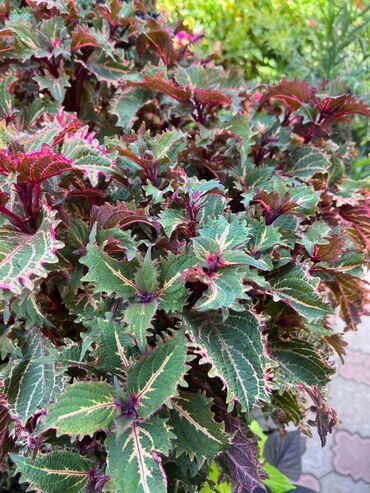 Другие виды семян и саженцев: Колеусы есть в стаканчиках и большие — 20