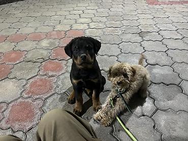 щенок бельгийской овчарки: 🐕 ДРЕССИРОВКА СОБАК | ПЕРЕДЕРЖКА + ОБУЧЕНИЕ 🐾 Опыт работы с собаками — 7