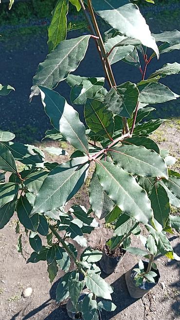 sitili: Məhsul: Dəfnə (Laurus nobilis) fidanları – əkim torbasında Təsvir: - — 1