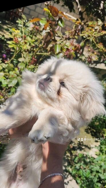 karlik pekines: Пекинес, 8 месяцев, Самец, С прививками, Самовывоз