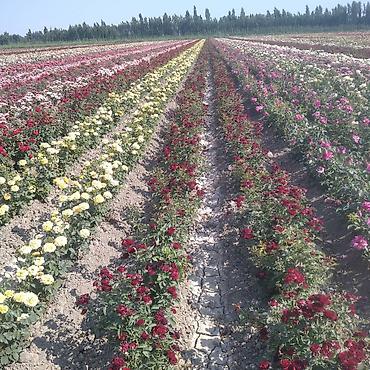 Декоративные деревья: Рассада деревьев: Туи — 16